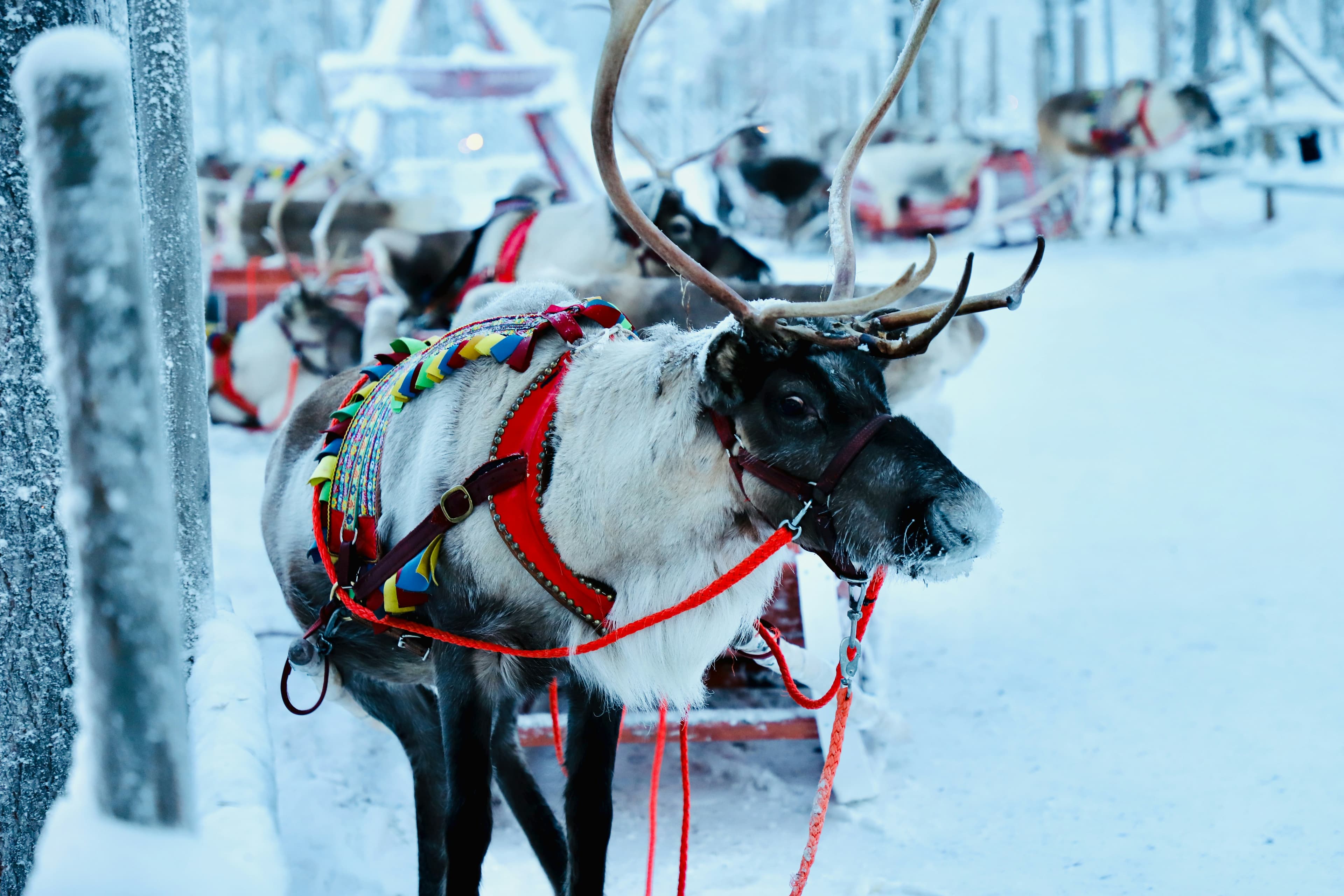 Lapland Tours