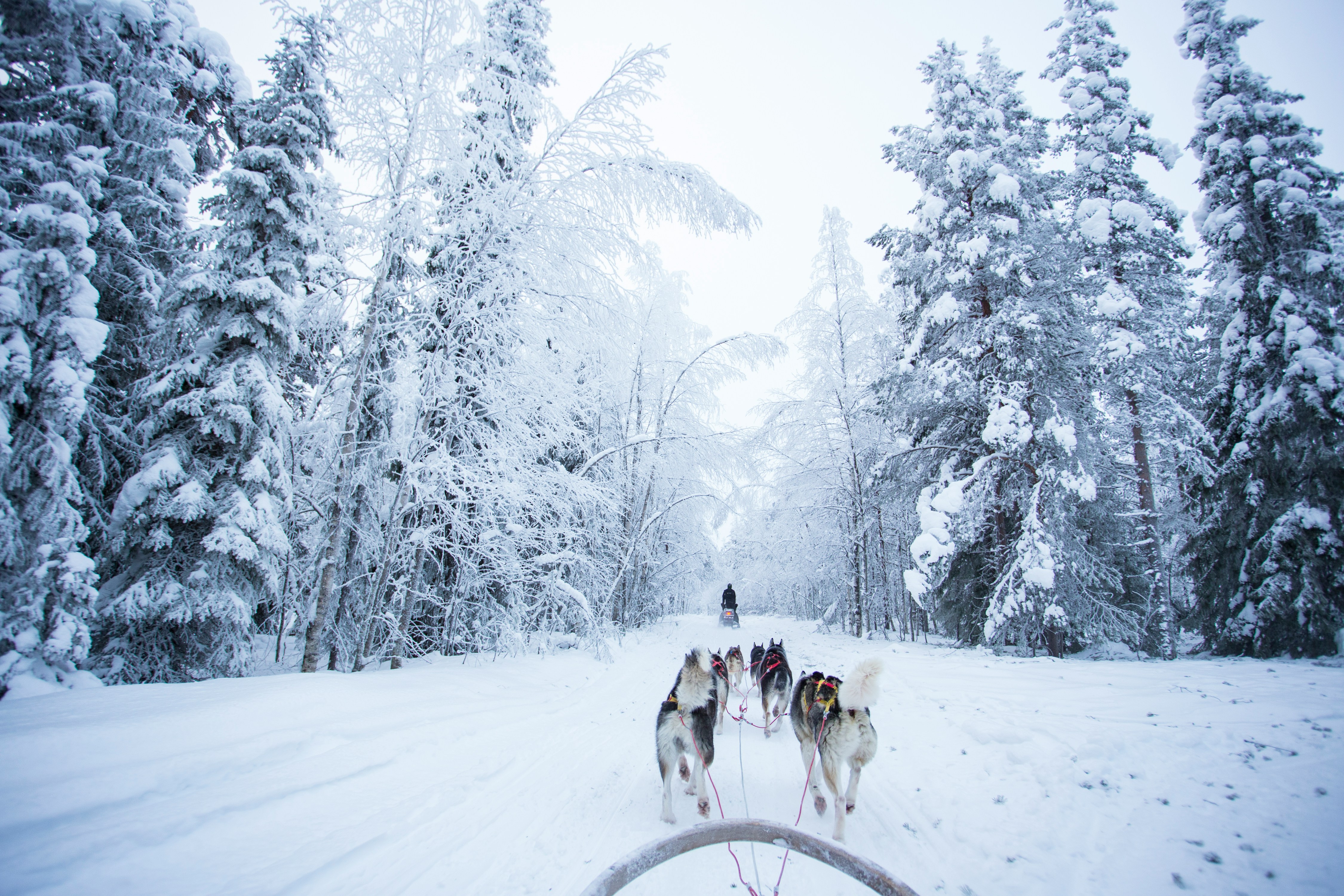 Lapland in winter?